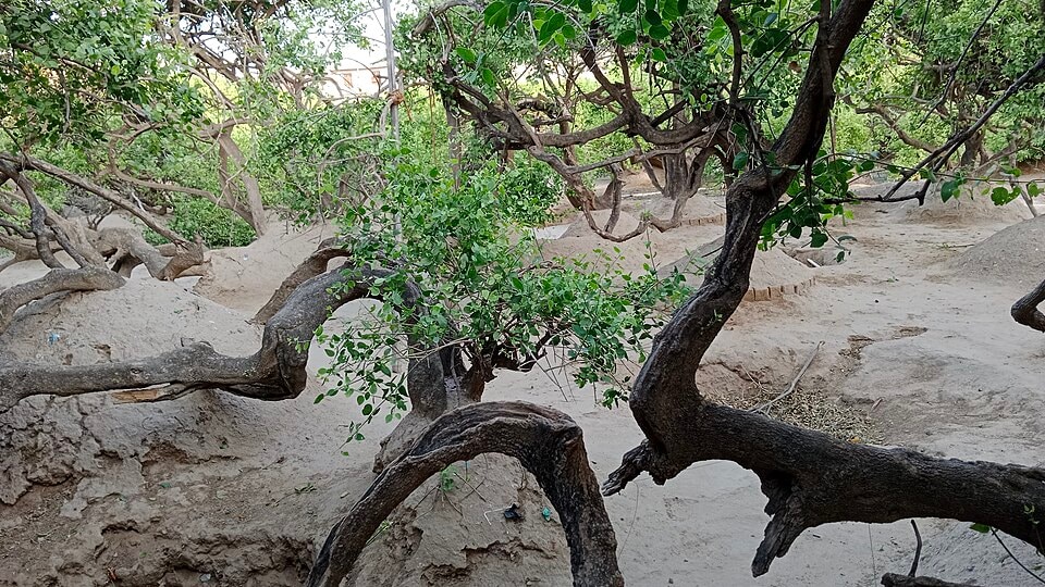Nidhivan, Vrindavan